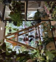 Boutique de plantes à Annecy Wanderleaves