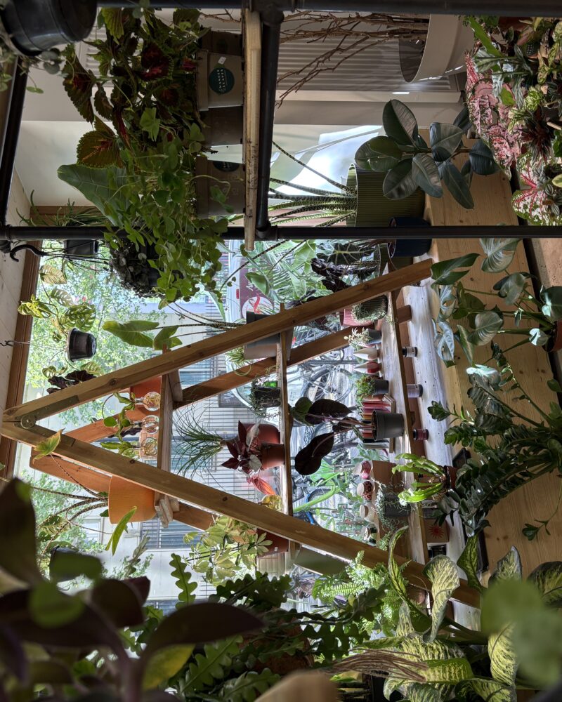Boutique de plantes à Annecy Wanderleaves